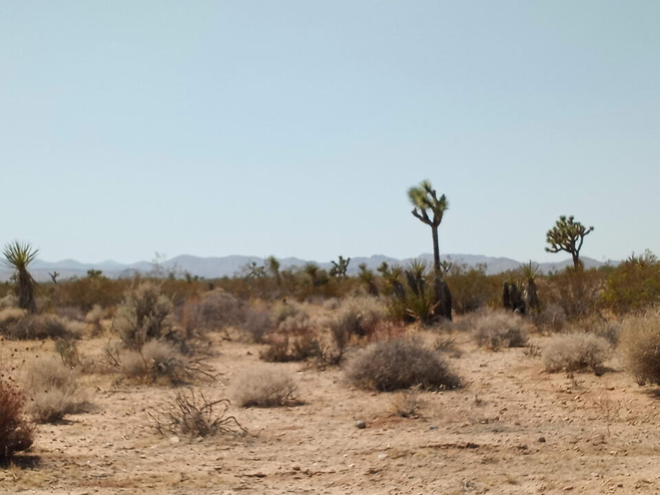 Joshua Tree 4 Joshua Tree