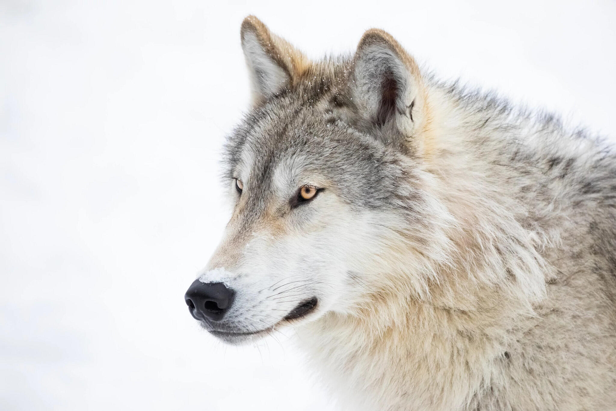 Power Animal Power Animal